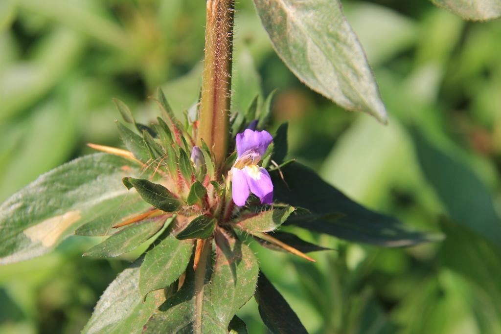 Hygrophila auriculata eFlora of India